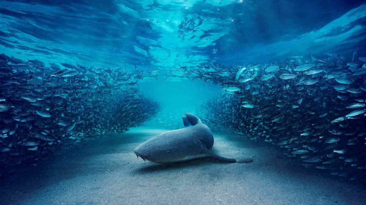 Blue Planet Iii On The Bbc